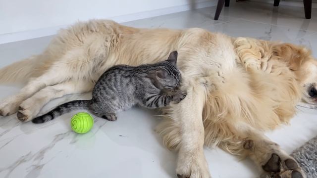 Funny Golden Retriever and Kitten смотреть онлайн