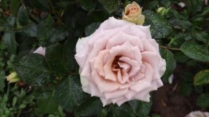 Роза Амнезия - великолепный сорт, с крупными многолепестковыми розеточными цветами.