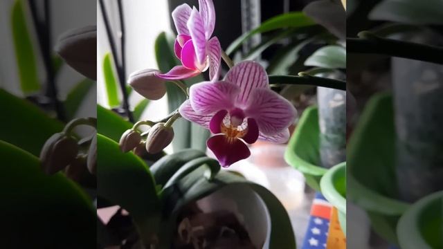 Орхидея Сого Вивьен/С днём друзей! смотреть онлайн