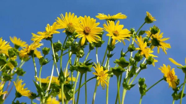 Ethereal Ambient Music for Creative Inspiration | World of Musical Relaxation