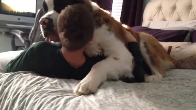 Огромный Сенбернар смотреть онлайн