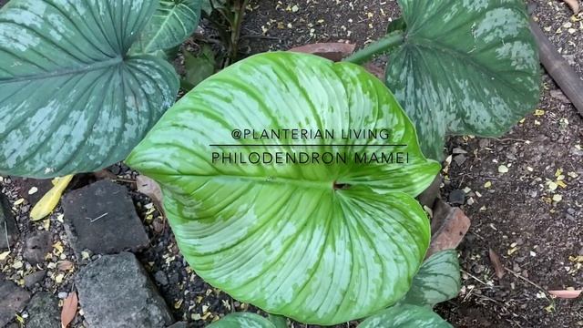 Philodendron mamei complete care guide смотреть онлайн