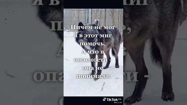 Волки,добрее людей.... смотреть онлайн