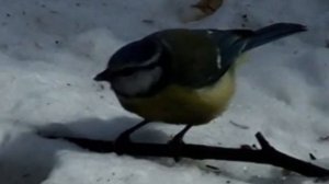 СИНИЦЫ, ШЕСТЬ ВИДОВ.