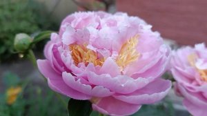 Пион Лавон 12 июня