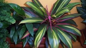 Кордилина цветок — виды, сорта, как ухаживать