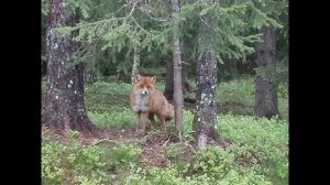 Логопедическая распевка Лиса