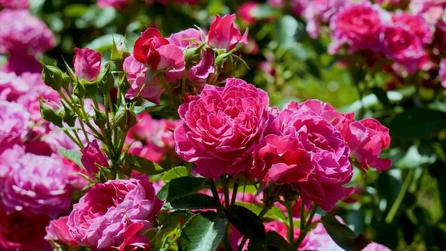 Флорибунда с очень сложным именем Домэн дэ Сэн Жан де Борегар_ Обзор и описание._.mp4 смотреть онлайн