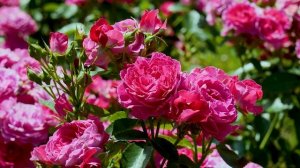 Флорибунда с очень сложным именем Домэн дэ Сэн Жан де Борегар_ Обзор и описание._.mp4