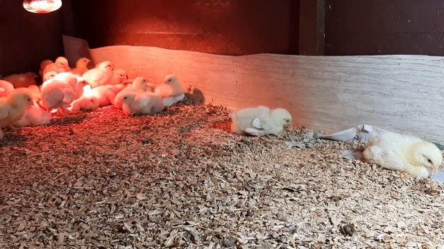 Недельные цыплята Кобб 500. смотреть онлайн