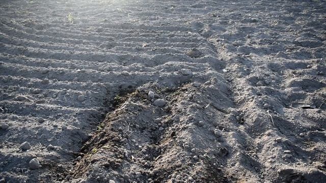 #Картошка | Как быстро посадить картофель не вспотев БЕЗ ЛОПАТЫ смотреть онлайн