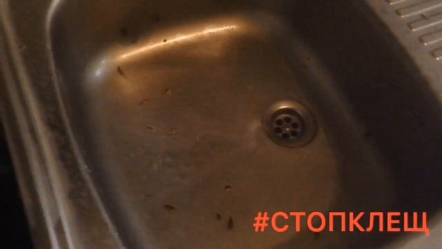 Тараканы захватили квартиру ( Уничтожение тараканов в СПБ 2019 - 1 )