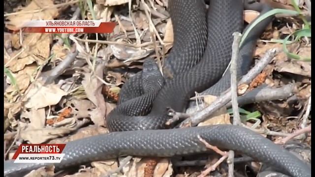 160720 Новости+ Укусы змей 01 смотреть онлайн