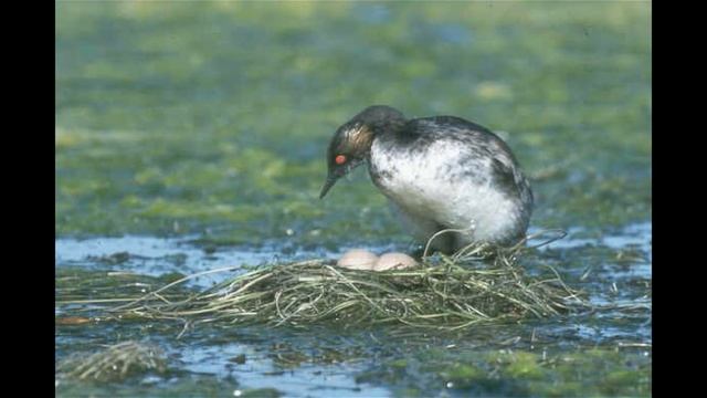 Черношейная поганка смотреть онлайн