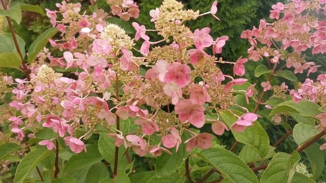 Вимс Ред или Эрл Сенсейшн смотреть онлайн