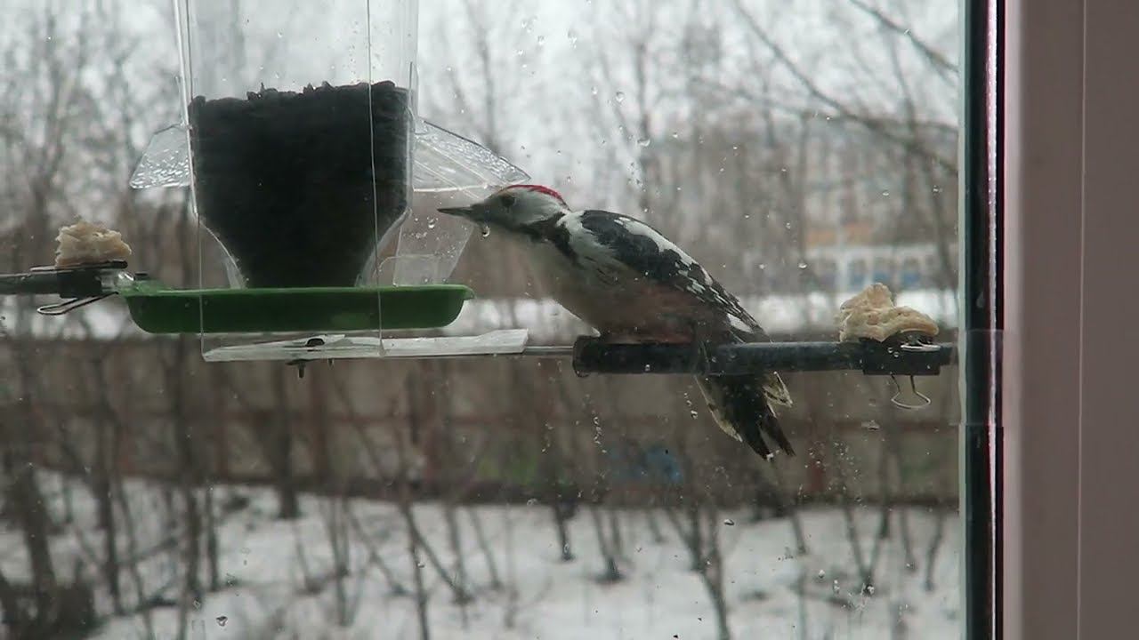 Средний пёстрый дятел смотреть онлайн