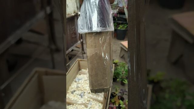 Упаковка для отправки комнатного растения зимой смотреть онлайн