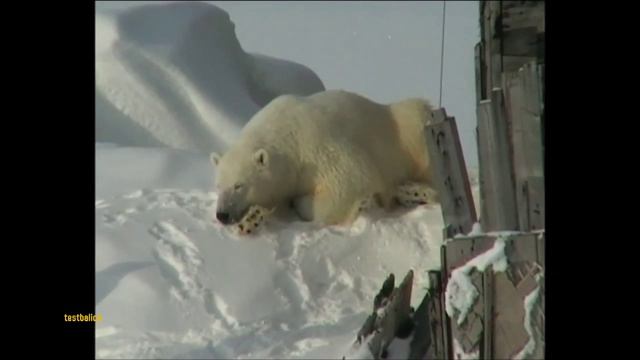 Белый медведь на отдыхе смотреть онлайн