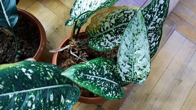 Аглаонемы моей коллекции) Обзор растений. смотреть онлайн