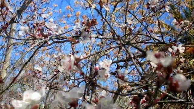 Я встретил тебя в апреле и потерял в апреле. Эдуард Асадов (слушать) смотреть онлайн