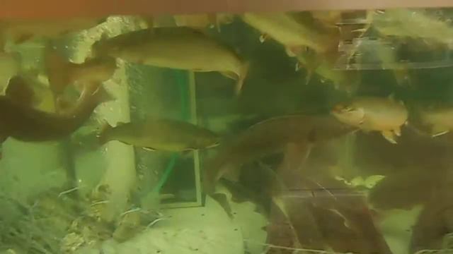 Так, как есть / planet Earth \ смотреть онлайн