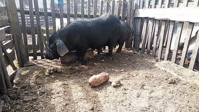 Вьетнамские  вислобрюхие свиньи. Ностальгия.