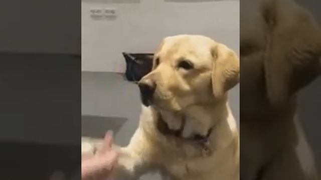 Отличие собак и кошек смотреть онлайн