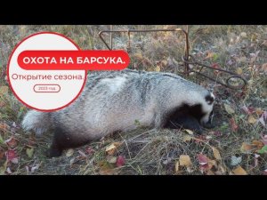 Охота на барсука  Открытие сезона  2023 год