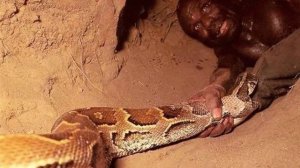Охота на питона. Как в Африке охотятся на питонов. Ловля питона на живца - опасный способ