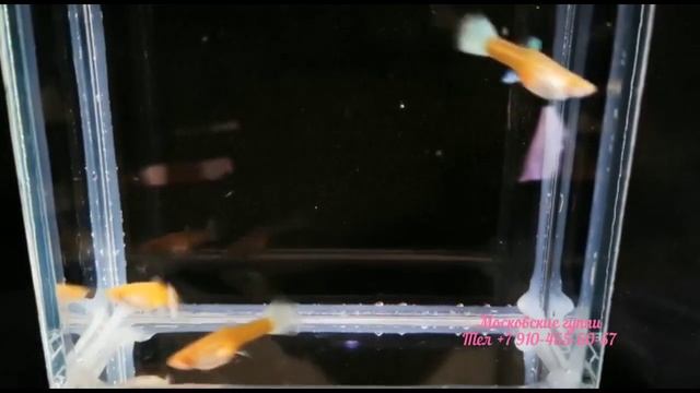 Платина - Guppy Full Platinum Albino смотреть онлайн