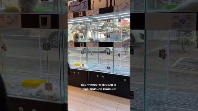 ПОКУПКА СОБАКИ В КОРЕЕ / ГИПОАЛЕРГЕННАЯ ПОРОДА смотреть онлайн