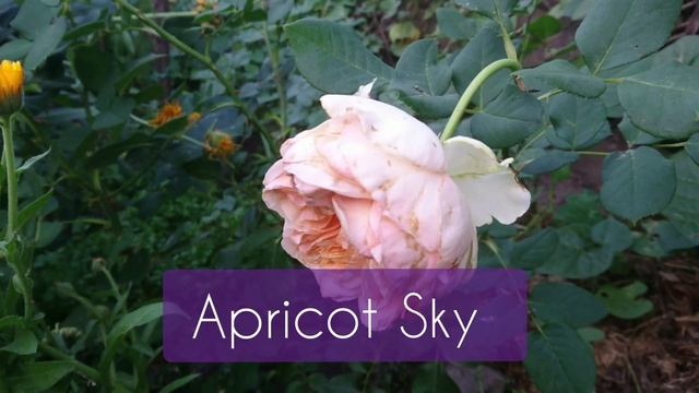 Розы. Сорта с названиями смотреть онлайн