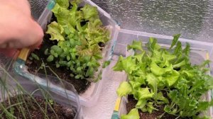 ФИТОЛАМПЫ - обман продавцов? Как выбрать правильную фитолампу для зимнего огорода