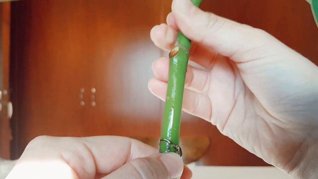 Ficus elástica o gomero. Propagación y esquejes. Hojas en crecimiento. Parte 2 смотреть онлайн