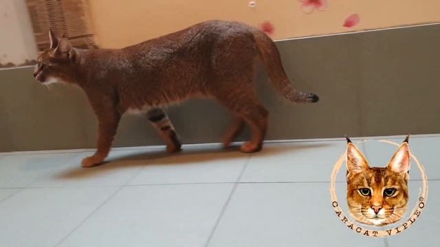 Молодая самка каракет Ф1 (50% крови каракала). Caracat