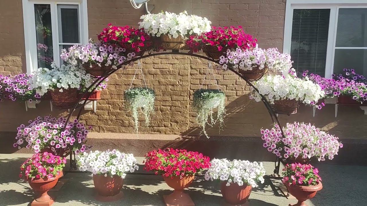 Обзор сада в начале июня. Мой цветущий дворик .Обалденное цветение петуний роз . смотреть онлайн