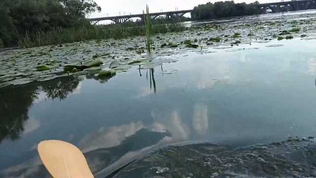 Мангровые заросли. смотреть онлайн