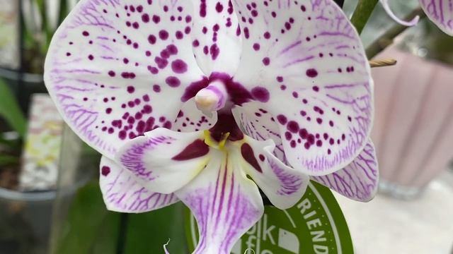 Новинки в свежем завозе орхидей в Бауцентре . Биг лип и Мукаллу забрала с собой))) смотреть онлайн