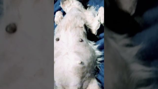 My Shihtzu's Big Tummy (6thweeks pregnant) смотреть онлайн