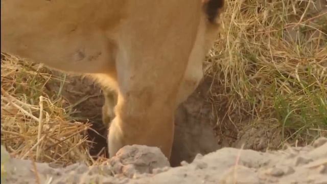 Painful Lion Try To Scratch Python - The Lions Fierce Fight With Giant Python To Save Teammates смотреть онлайн