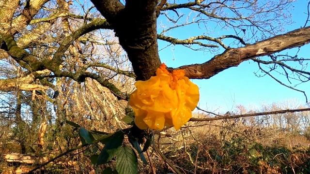 Yellow Brain Fungus