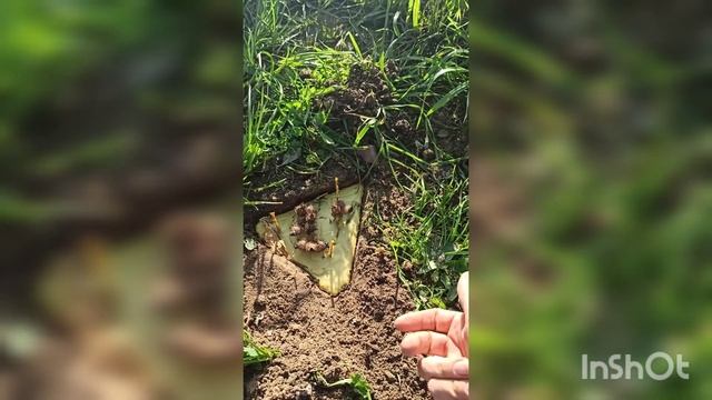 Земляная свеча. Хороший повод посидеть на свежем воздухе и сжечь все ненужное ?? смотреть онлайн