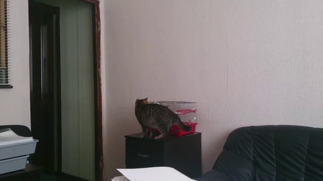 Домашняя крыса пугает кота. смотреть онлайн