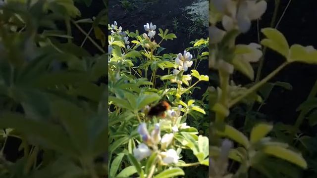 Мой сад. Шок смотреть онлайн