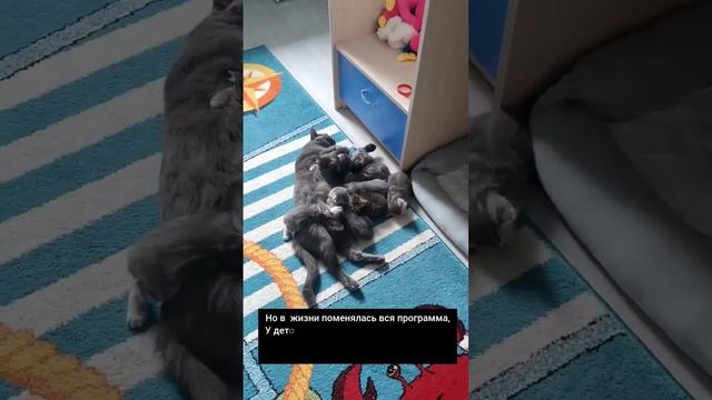 стих посвящён всем спасенным котятам ❤️ #жизненно смотреть онлайн