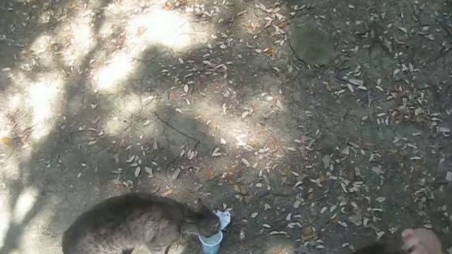 Крым 2016. Котик ам ням. Сам кушает лапкой. Такой умный // cat eats with paw смотреть онлайн