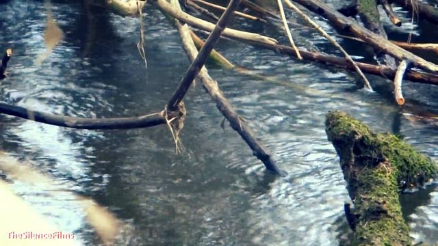 River - Flowing Water & Birdsong and Wind - Nature Sounds | Текущая вода, Пение птиц - Звуки природ смотреть онлайн