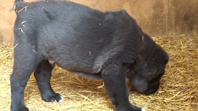 Чёрные алабая щены 65дн.от АкНуккер+79272626333Самара смотреть онлайн