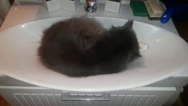 Кот решил помыться в раковине.Ох и прохладненько здесь.😉