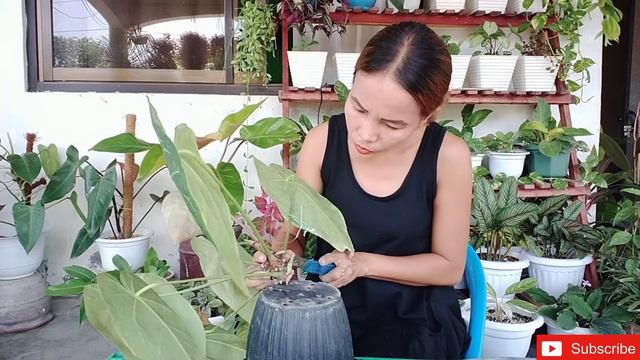 How to Propagate Anthurium Crystallinum смотреть онлайн